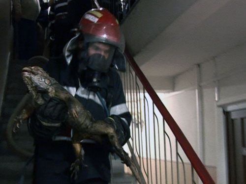 Pompier salvand iguana (c) eMM.ro